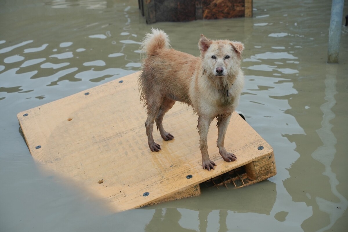 南台灣大雨重創流浪狗收容園區，狗泡水飼料毀。 圖：台灣動物緊急救援小組提供