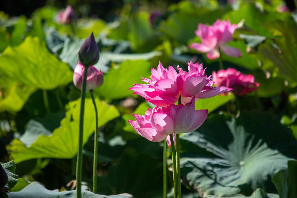 盛開綻放的蓮花。 圖：取自桃園官網導覽網