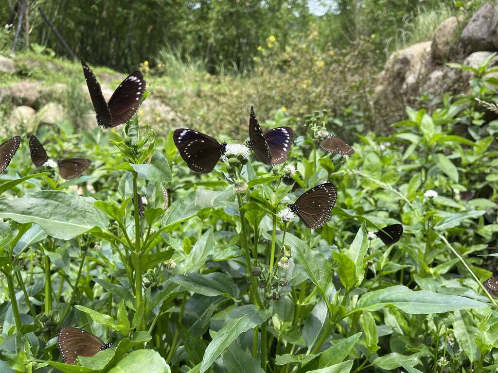 光葉水菊蜜源情形。 圖：台北大地處／提供