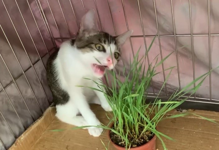 新北市公立動物之家貓咪開心享用小麥草。 圖：新北市動保處提供