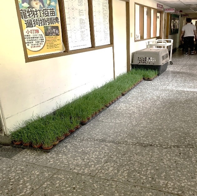 新北市景觀處三峽「大埔苗圃」致贈的小麥草，送至新北市動保處。 圖：新北市動保處提供