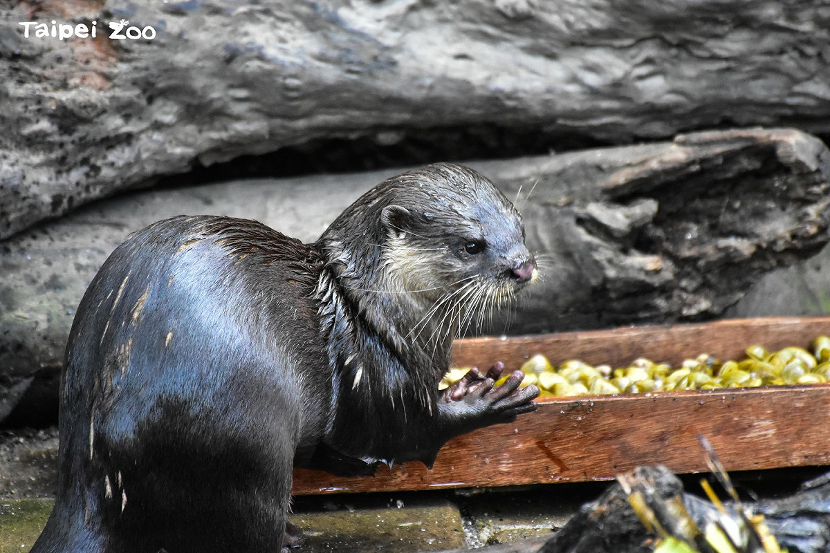 台北市立動物園積極推動「行為豐富化」，給小爪水獺提供多元飲食。 圖：台北市立動物園提供