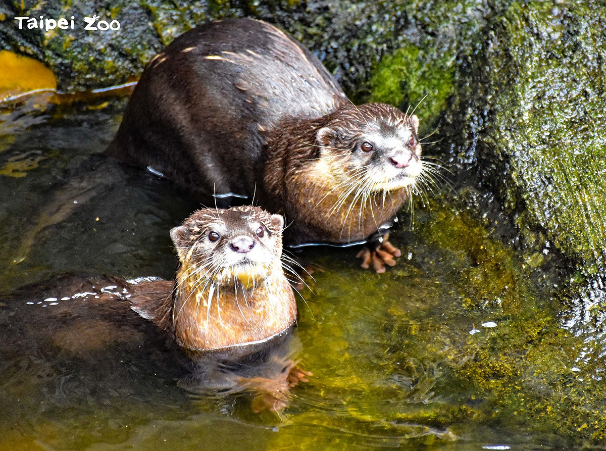 水獺兄弟殷切等待保育員投食，模樣十分可愛。 圖：台北市立動物園提供
