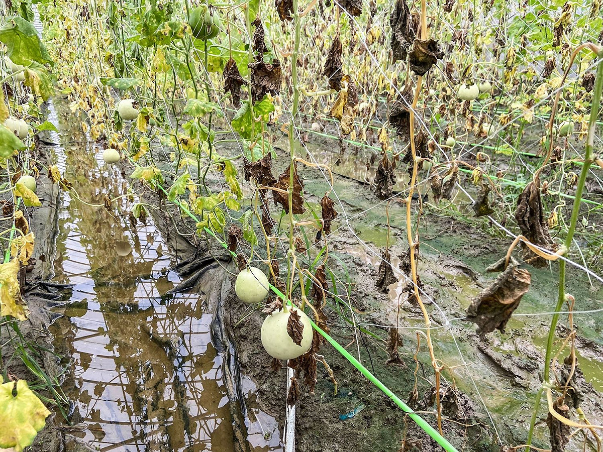 受8月上旬西南氣流豪雨影響，至今全台農損逾6億元。 圖：取自翁章梁臉書（資料照片）