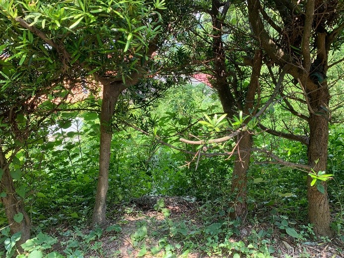 山坡下依稀傳來大黑狗的哀鳴聲。  圖：新北市動保處提供