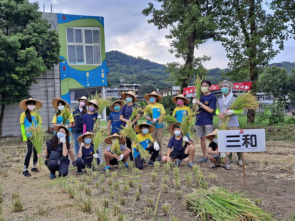 金山三和國小學童割稻體驗。 圖：新北市農業局提供