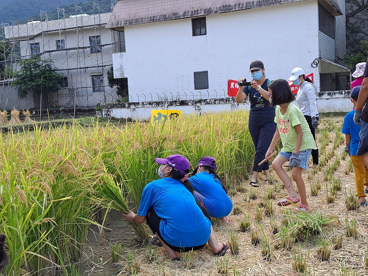 金山中角國小學童開心割稻。 圖：新北市農業局提供