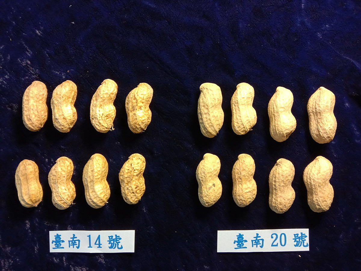 台南２０號花生外觀。 圖：農委會提供