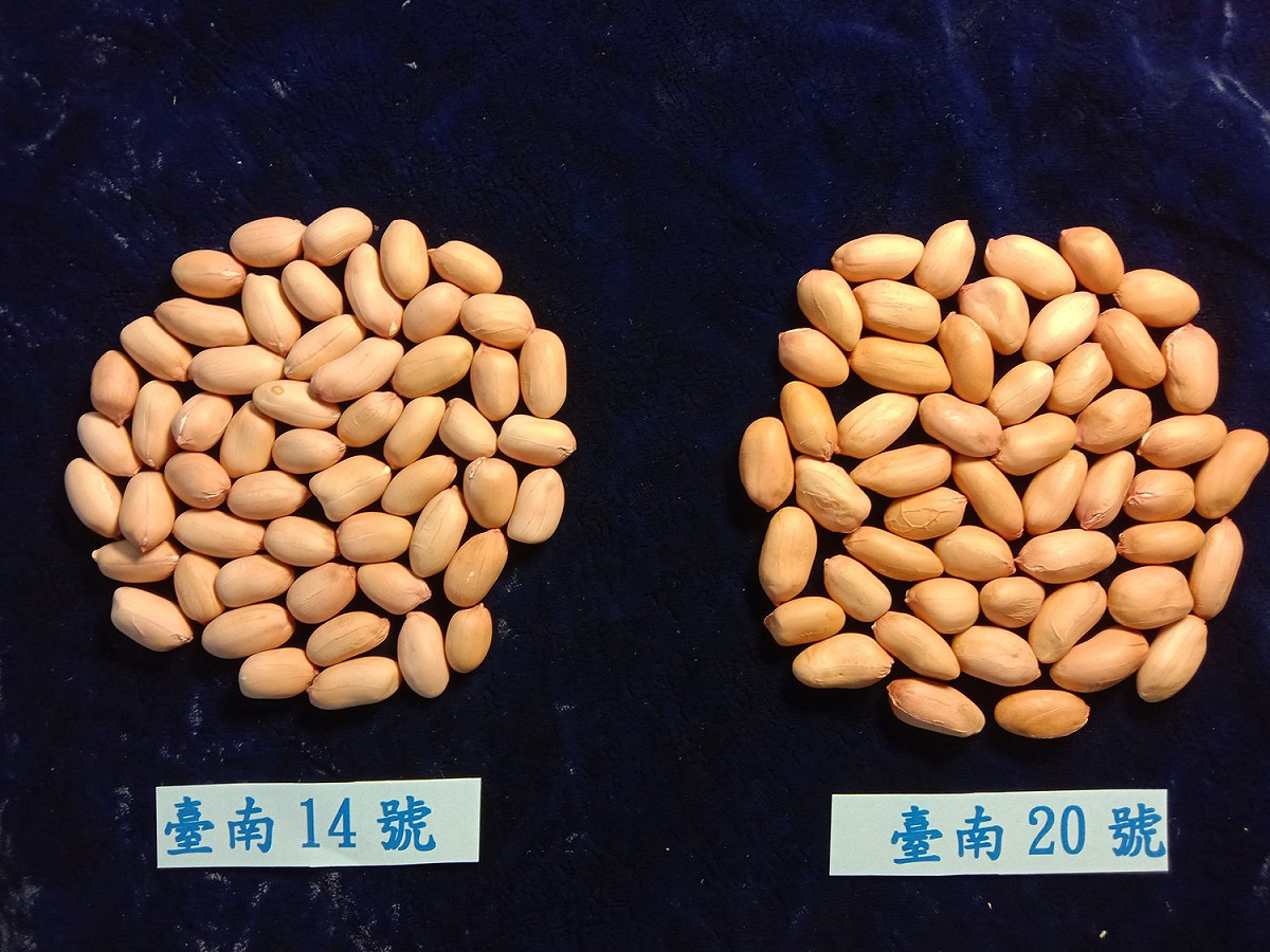 新品種花生籽。 圖：農委會提供