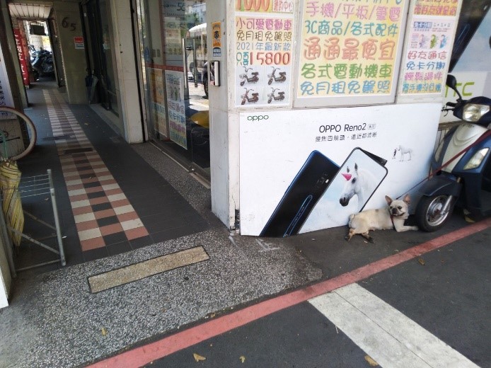 喜歡偷偷觀察過往人車的「呆呆」。  圖：新北市動保處提供