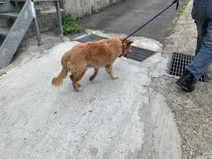 新北市動保處呼籲避免在中午時帶動物出門散步，並且盡量走在蔭涼處。  圖：新北市動保處提供