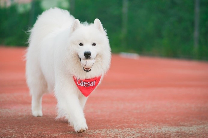 新北市動保處提醒飼主，若帶毛髮較長的薩摩耶犬外出運動，要多注意身體狀況  圖：新北市動保處提供