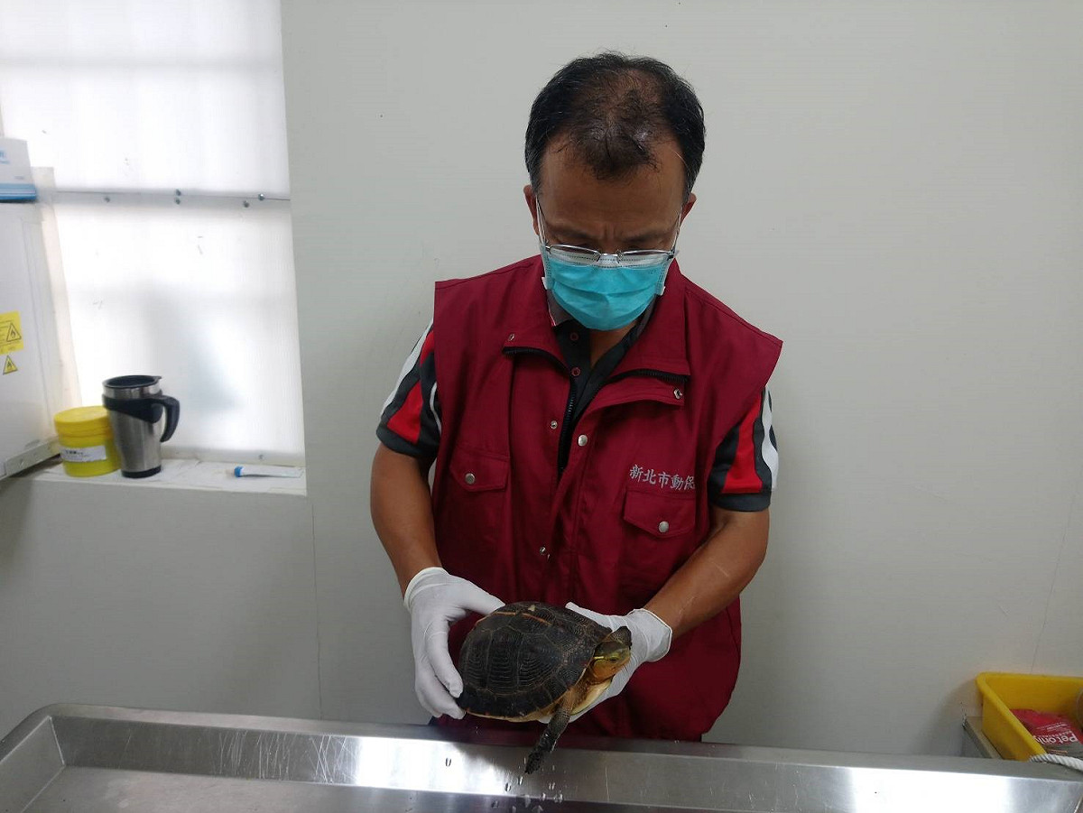 獸醫師謝弘斌進行食蛇龜健康檢查。 圖：新北市動保處提供