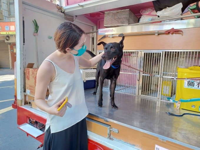 「紅茶」變身「大王」後，寵物福利車送牠從動物之家出發。 圖：新北市動保處提供