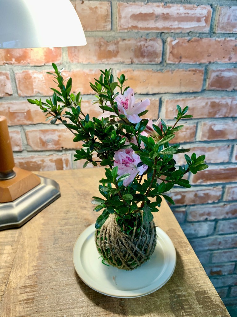 杜鵑苔球花。 圖：新北市農業局提供