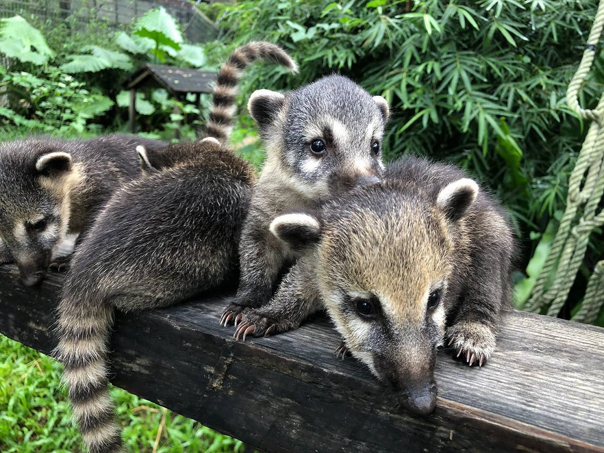 高市線上動物園防疫期超療癒。 圖：高市觀光局提供