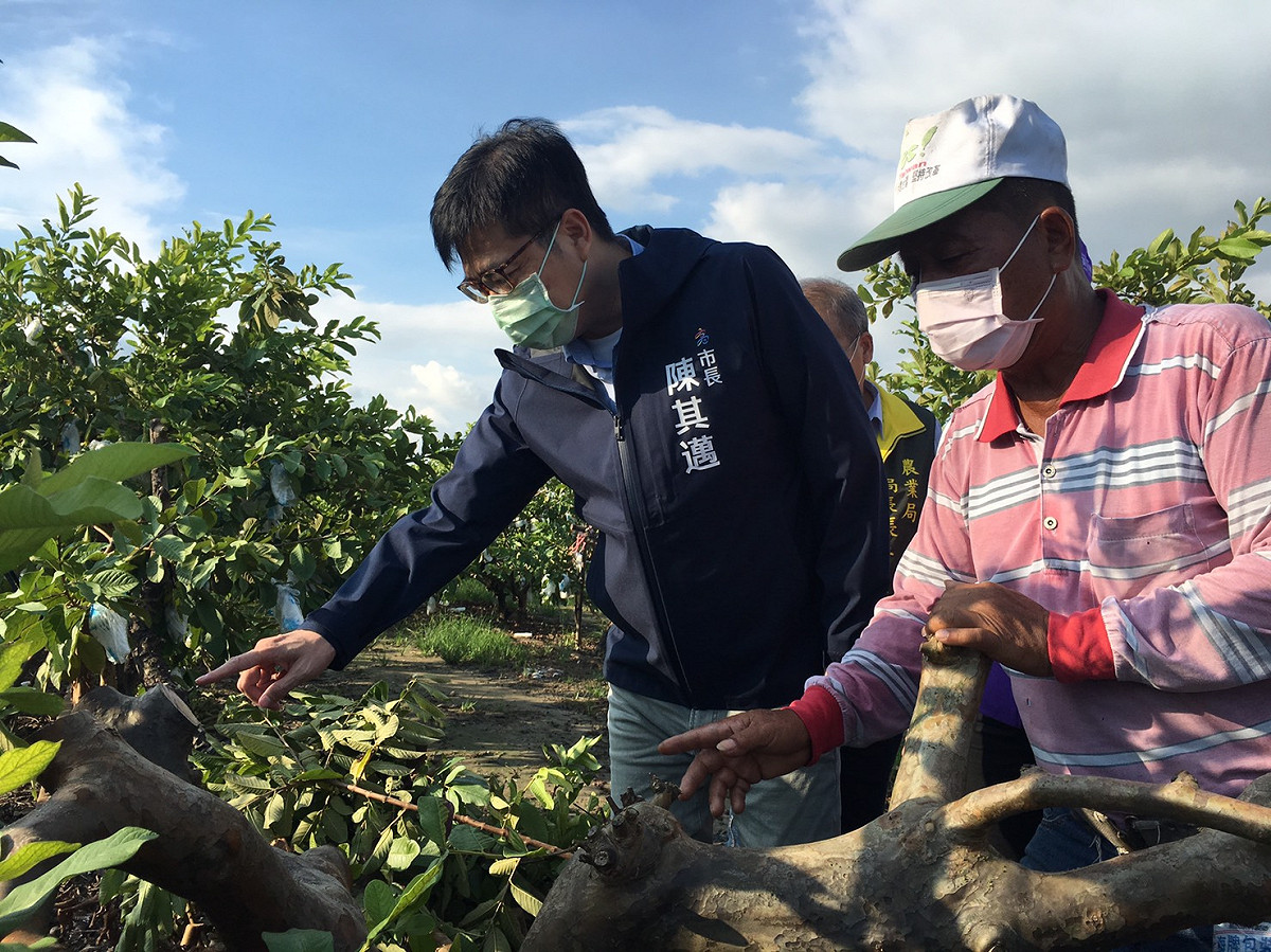 陳其邁(左)前往燕巢區瞭解芭樂受損情況。 圖：高市農業局提供
