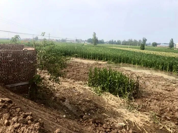傅莊村河堤北側種植的玉米 圖：翻攝自騰訊網