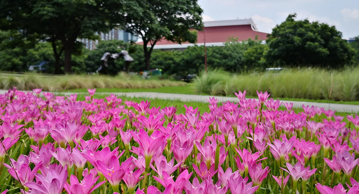 不同質感、色彩、高度植栽營造多重視覺效果。 圖：北市公園處／提供