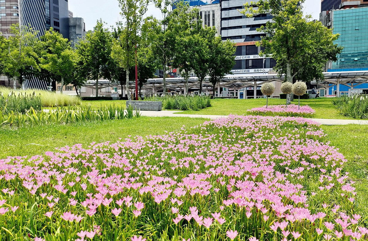 綻放的花朵與周邊多層次的植栽相呼應著。 圖：北市公園處／提供