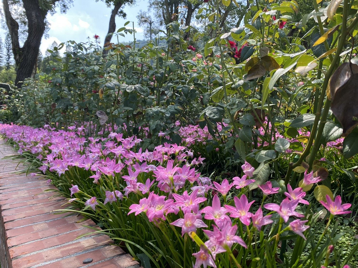 西式庭園旁的粉色的風雨蘭模樣可愛極了。 圖：台北公園處／提供