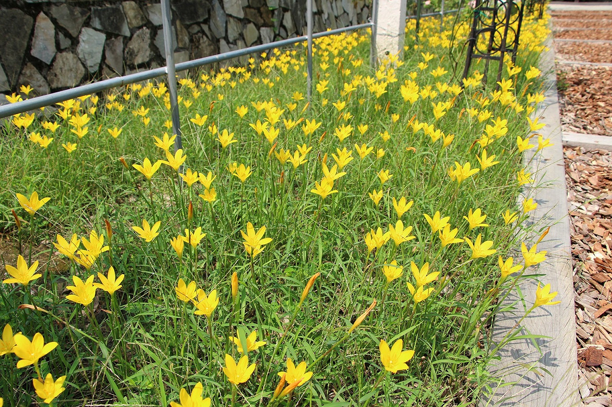 玫瑰園碎木步道旁黃色的風雨蘭正熱情盛開著 圖：台北公園處／提供