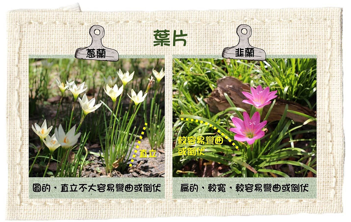 蔥蘭及韭蘭葉片的分辨方式。 圖：台北公園處／提供