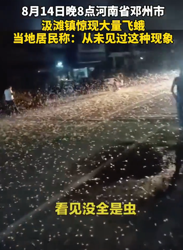 8月14日晚間8點，中國河南省鄧州市出現大量蜉蝣。 圖 : 翻攝自Chinahot.org