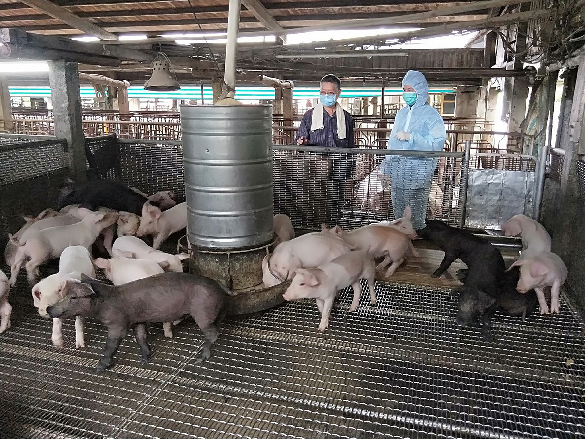 新北市動保處獸醫與豬農巡查豬場環境。  圖：新北市動保處提供