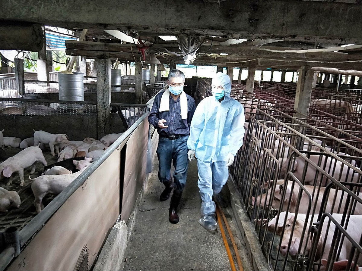 豬農正告知動保處獸醫平日施打疫苗及照顧豬隻狀況。  圖：新北市動保處提供