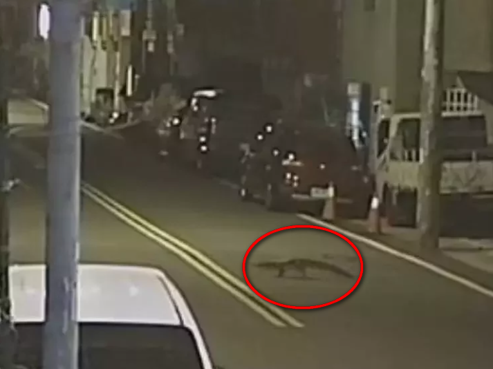 新竹縣竹北市16日下午驚傳一隻寵物鱷魚在街上出沒，疑似因飼主未關好門而溜出去遊蕩。 竹北市民代表朱健銘提供