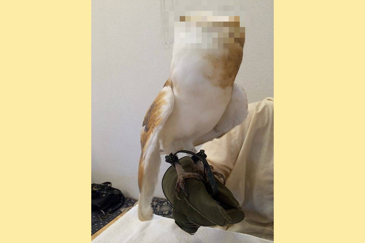 國外一名飼主的手上竟有一好大的「杏鮑菇」？ 圖：翻攝自FB帳號Birb memes