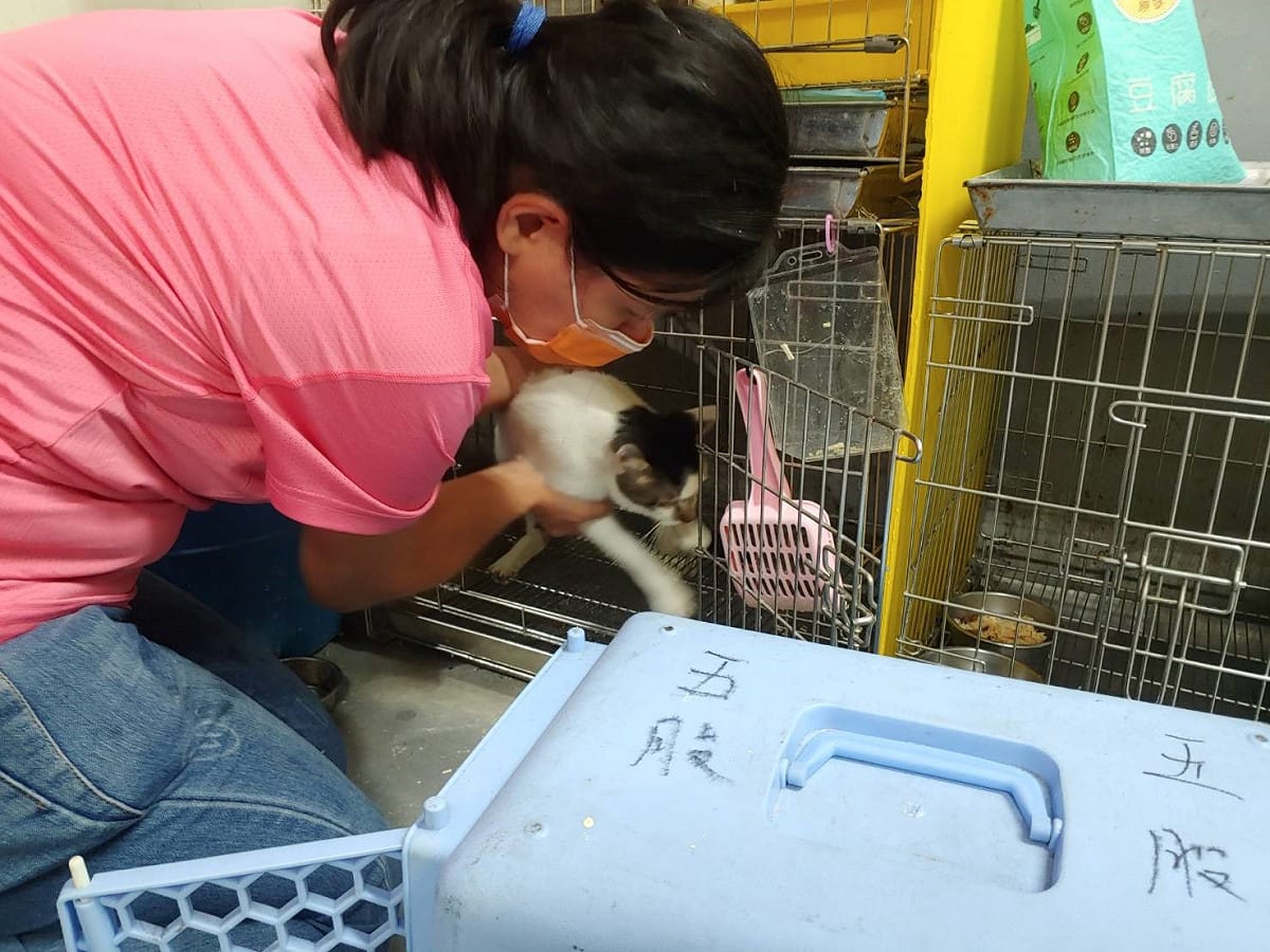 原本是浪貓的香片經過訓練，已可以被抱起與人互動。  圖：新北市動保處提供
