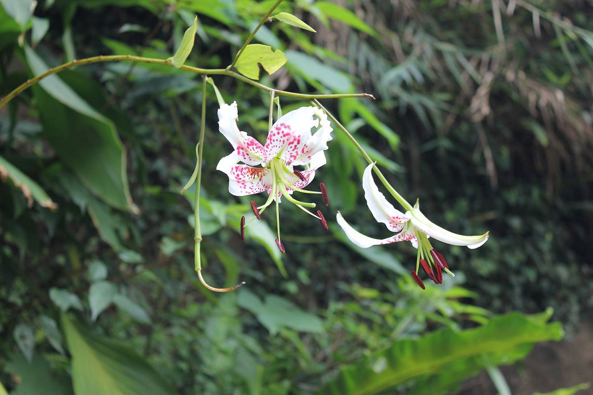 峭壁的精靈-豔紅鹿子百合。 圖：新北市農業局提供