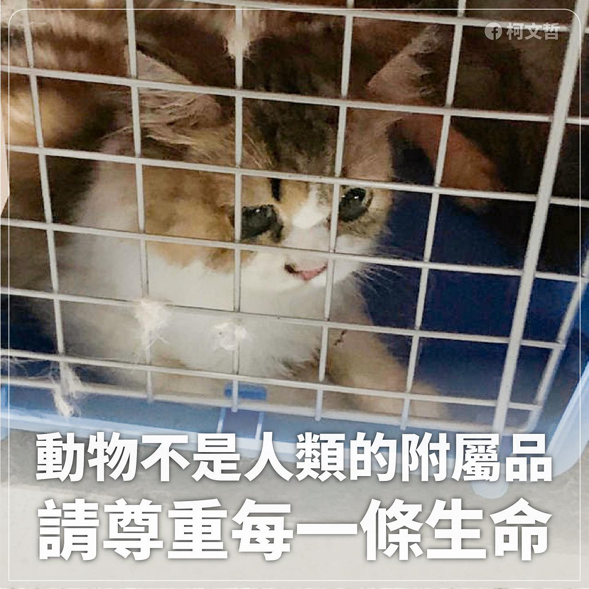 台北市長柯文哲在臉書發文表示，不能善待動物，不算是進步的國家。 圖/柯文哲臉書
