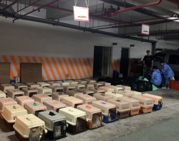 海巡署查獲走私品種貓共計154隻，昨天下午農委會防檢局依法全數執行人道處理引發爭議。 圖：海巡署提供