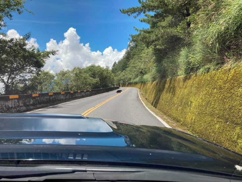 有民眾今天下午在台21線新中橫公路東埔山登山口附近，發現有黑熊出沒，向玉山國家公園通報。 圖：取自玉山國家公園臉書