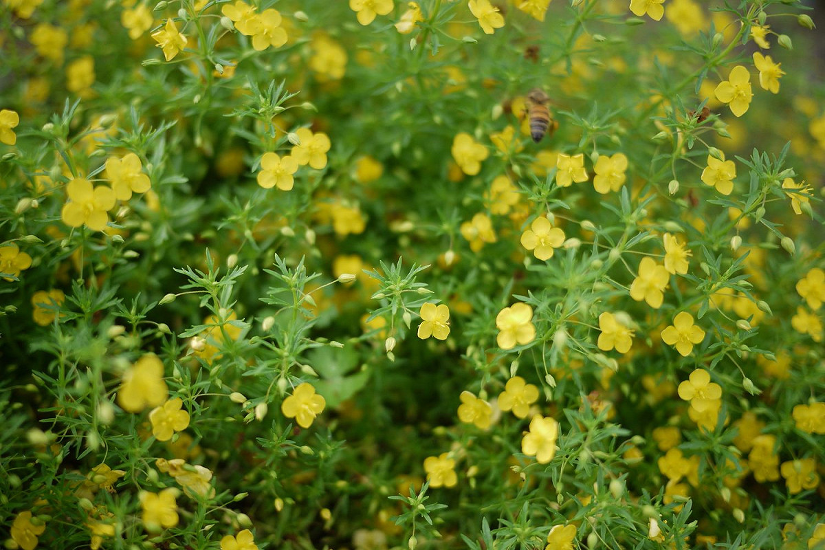 黃澄澄的「飄香草」是園區內最容易發現到蜜蜂穿梭其中的植物。 圖：公園處／提供