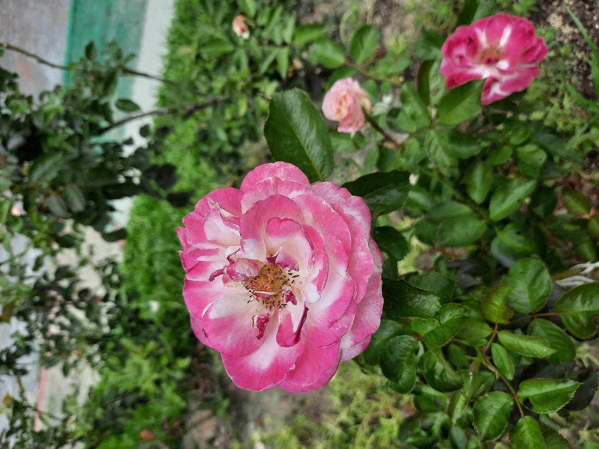 「芭蕾舞裙」的花色會隨陽光照射而變化出不同花色。 圖：公園處／提供