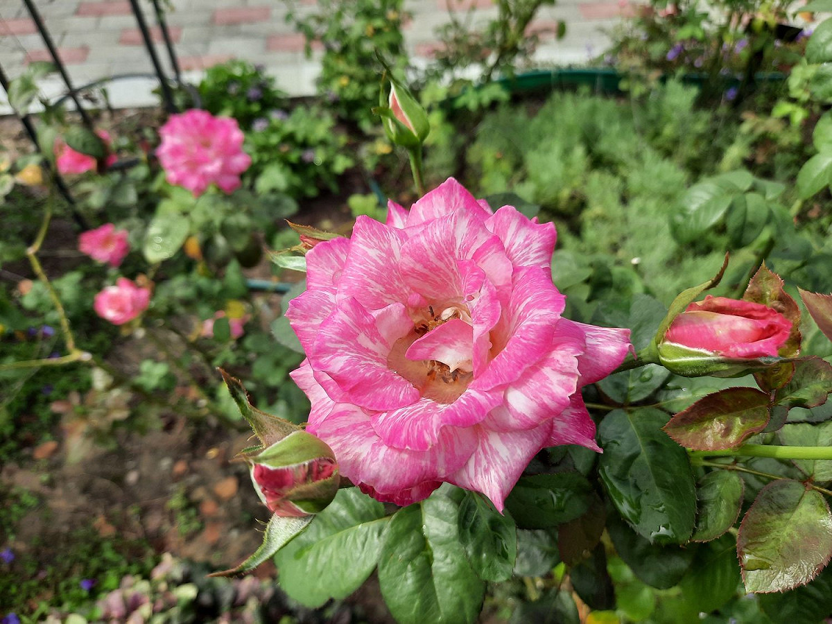 「奇蹟」花瓣為桃紅白色絞紋，高心杯狀花型，為巴龍洛察在臺灣的芽變品種。 圖：公園處／提供