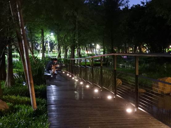 夜色低垂的落羽松步道。 圖：青年公園管理所／提供