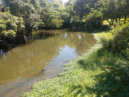 大生態池施作過濾系統後水質改善成效良好。 圖：青年公園管理所／提供