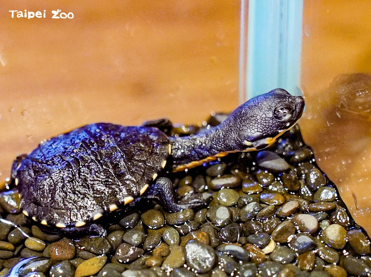 台北市立動物園首次成功繁殖羅地島蛇頸龜。 圖：台北市立動物園／提供