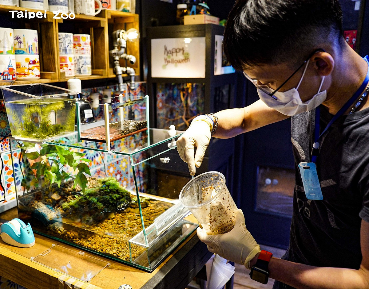 蛇頸龜寶寶唯一能接受的食物：果蠅和果蠅的蛆。 圖：台北市立動物園／提供