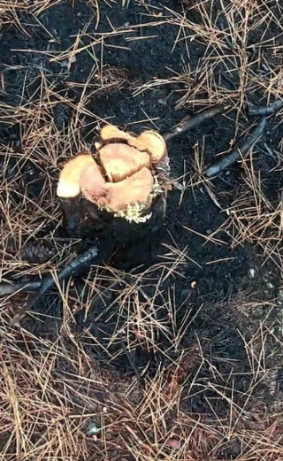 檢察官發現喬建中竊取國家公園內的枝木，鋸斷刺柏的生火跡證。 圖：南投地檢署提供