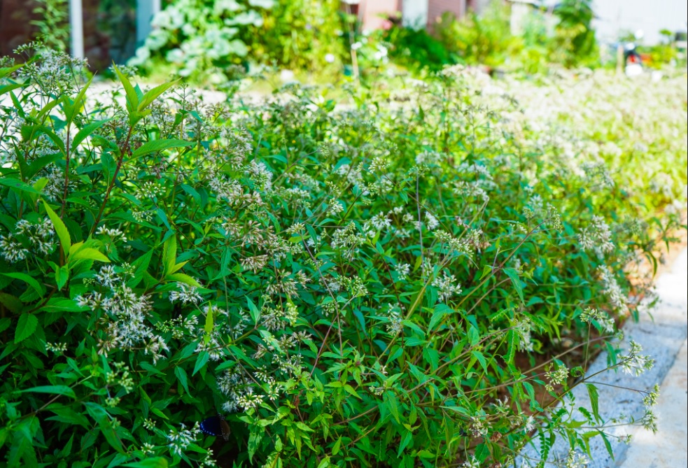 步道兩旁種植各式植栽活化整體環境。 圖：林口區公所提供