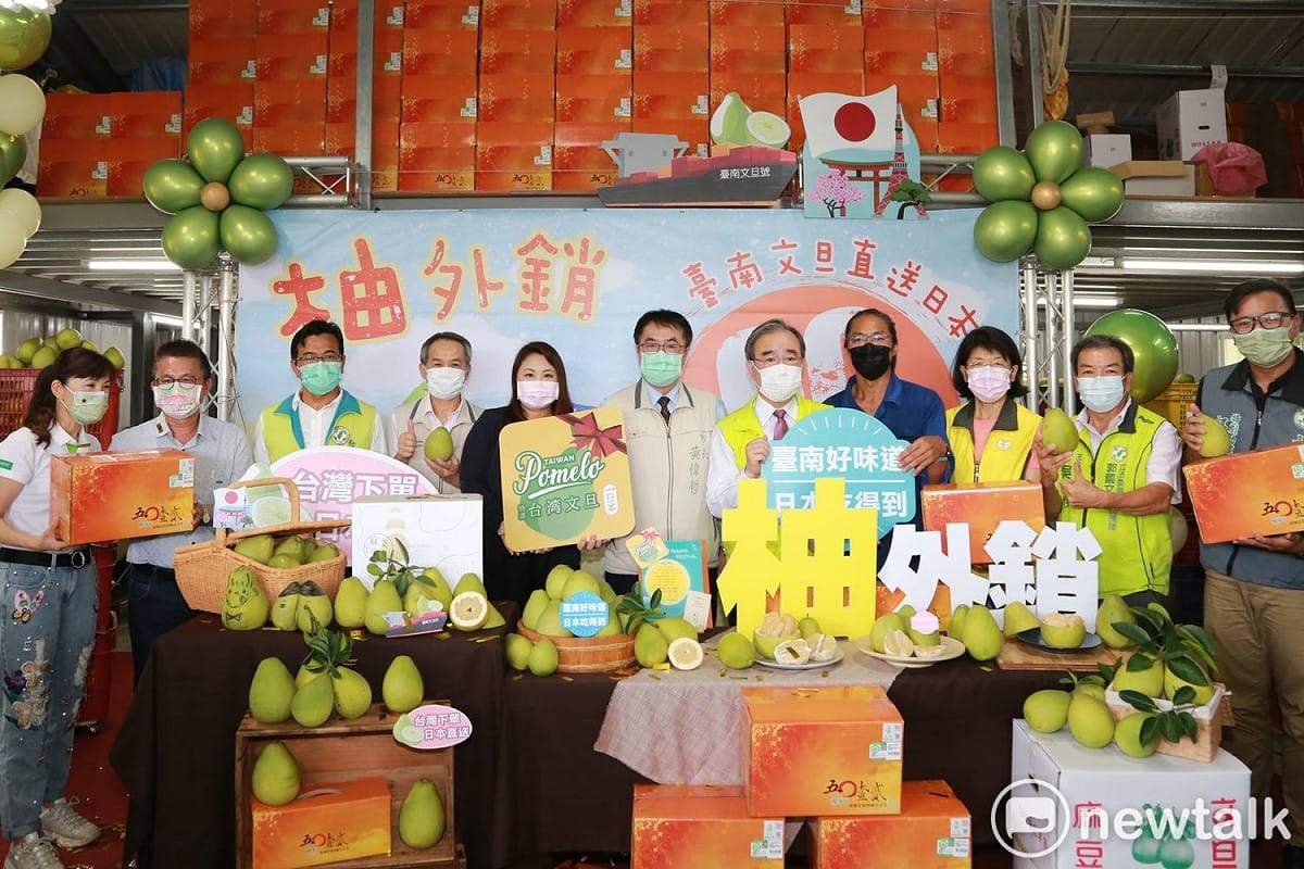台南市長黃偉哲今日宣布啟動台南文旦外銷至日本，由產地集貨4.2公噸經檢疫處理後，預計9月中啟運。 圖：台南市政府提供