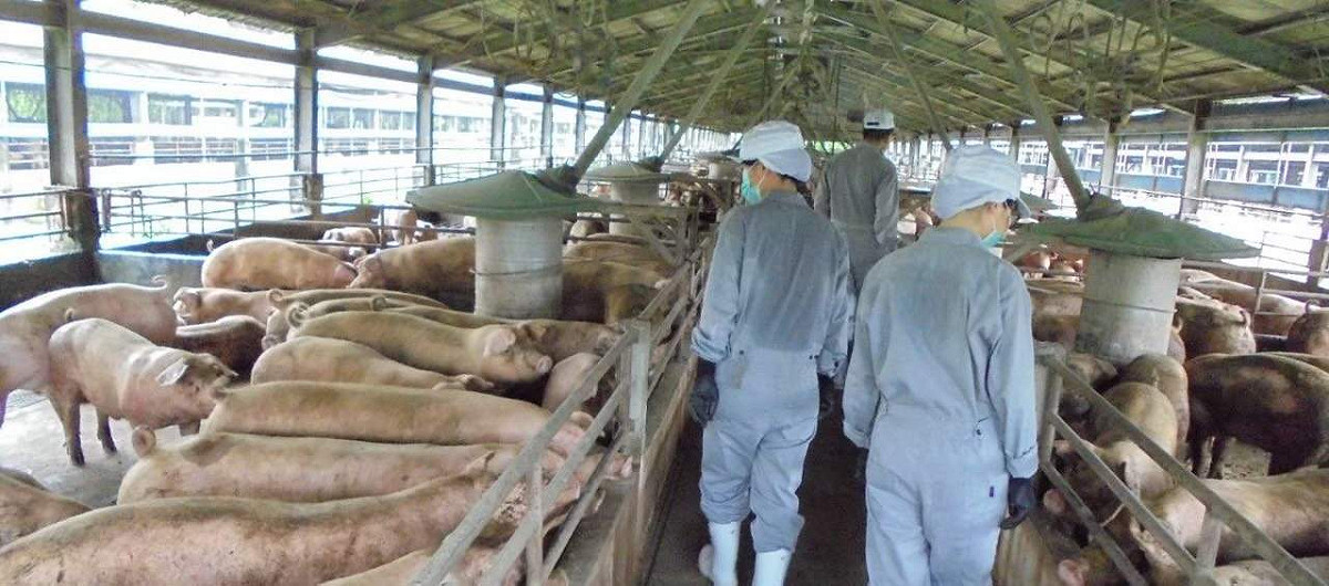 防堵非洲豬瘟，嘉義縣政府加強查緝畜牧場。 圖：嘉義縣政府/提供