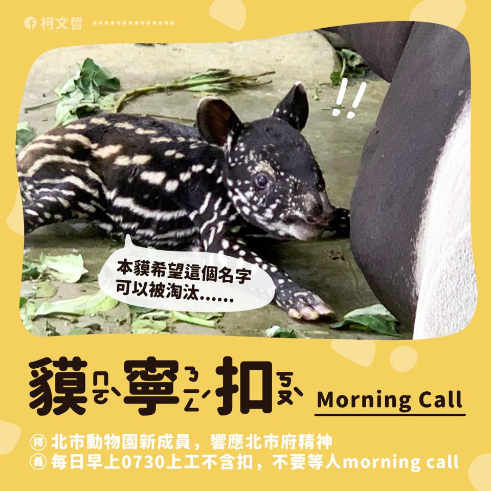 台北市長柯文哲幫馬來貘寶寶取名為「貘寧扣」。 圖：翻攝柯文哲臉書