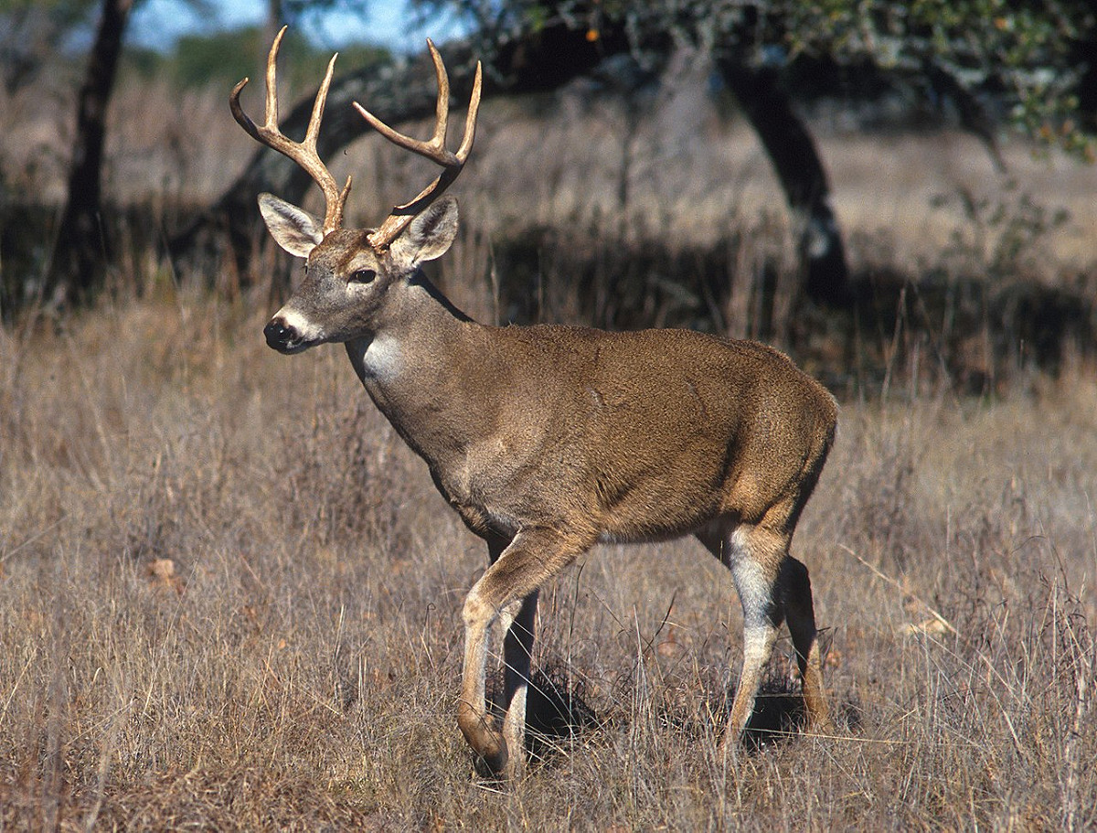 美國農業部在白尾鹿身上驗出新冠病毒。 圖：翻攝維基百科
